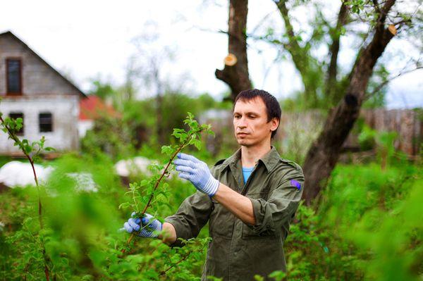 Tree Service Minneapolis