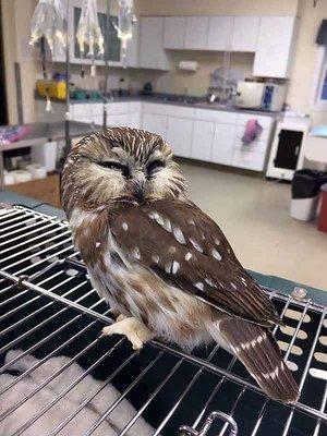 Treatment Room with unusual visitor at Newbury Animal Hospital