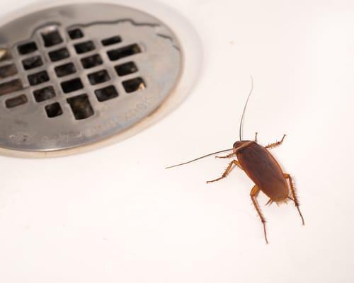 Cockroach in shower!