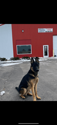 K9 Basics LLC offering dog boarding, day camp and training