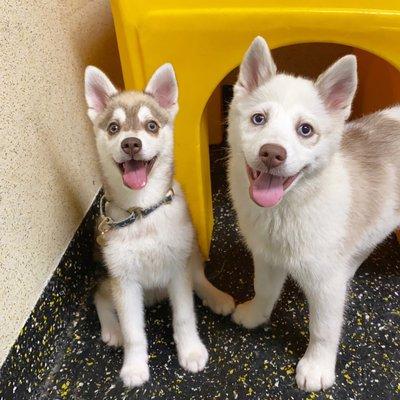 Puppy Play Group at Camp Canine 46 west 73rd Street