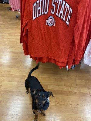 Brutus loves this store and his Buckeyes