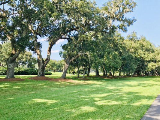 Avenue of Oaks