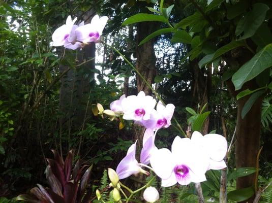 Beautiful orchids grace the entrance to this rainforest spa!