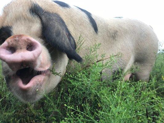 Gloucestershire Old Spots Pig on pasture.