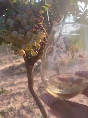 Harvest grapes