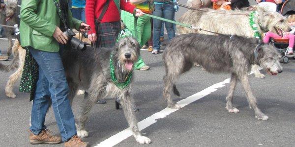 Irish breed dog