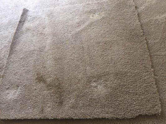 Carpet stain extraction before picture