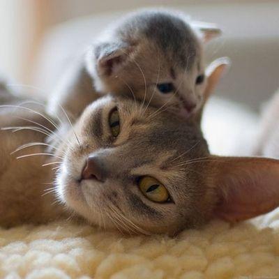 Mom cat with baby