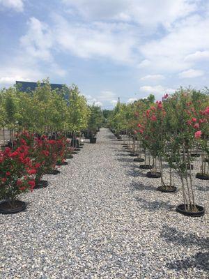 Crape Myrtles! Lots of varieties and sizes.