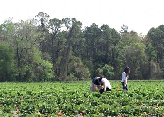 Teamwork in the fields