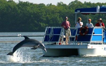 Dolphin Show in Estero Bay - Fort Myers Beach