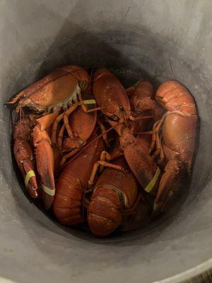 Lobster steamed by the buckets.