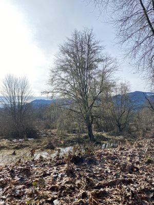 Skagit River Bald Eagle Interpretive Center