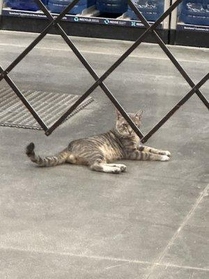 Home Depot now has a store cat!