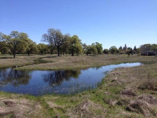 Vernal pools