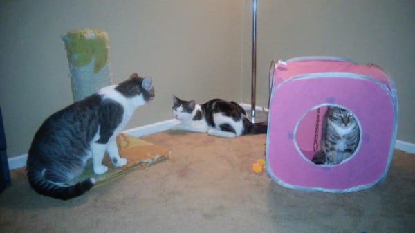 Mufassa and Bam, Pet Play Room, My Place