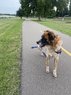 The path and my dog