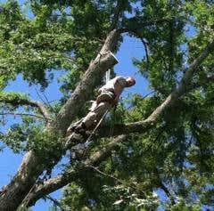 Southern Tree Solutions