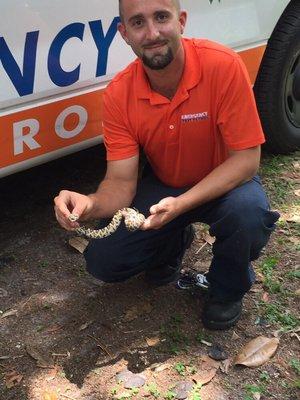 Venomous snake removal