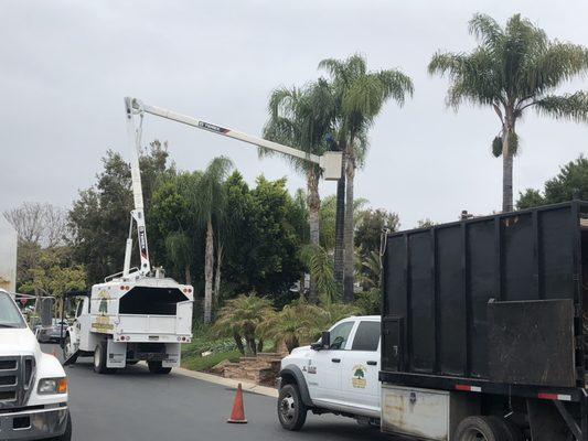 Queen palm trimming, no need to climb.