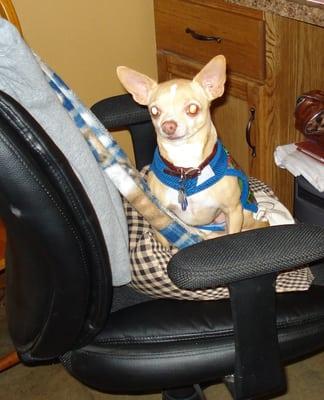 Taco likes having her own office chair!