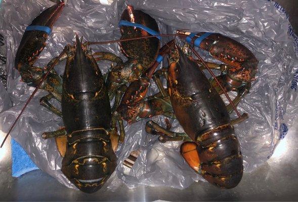 2 pound lobsters