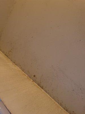 Bathroom mold.