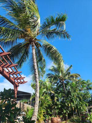 Trees of Aloha