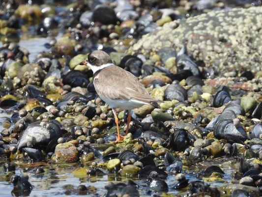 Plover patrolling the shore