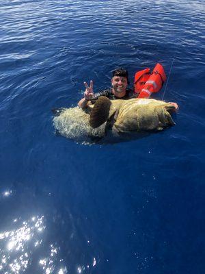 Goliath Grouper on Viking Lady 27 Miles of the Sarasota Florida Shoreline