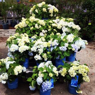 Hydrangea Display