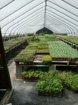 One of the many greenhouses