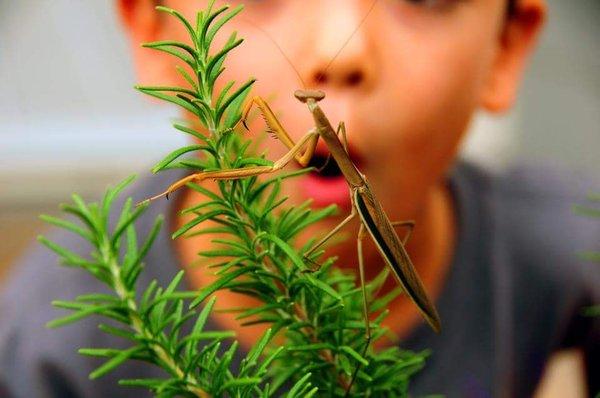 Hatched praying mantis