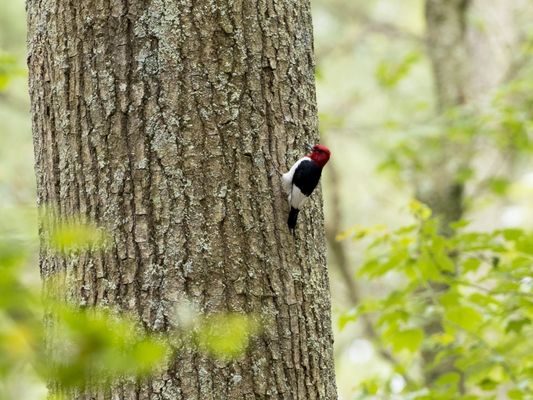 Red Headed Woodpecker on the trail!