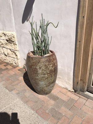 Succulent( can't remember the name!) Planter is from Mesquite Valley growers