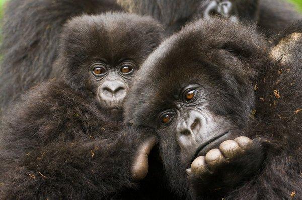 Mountain Gorillas in Uganda and Rwanda