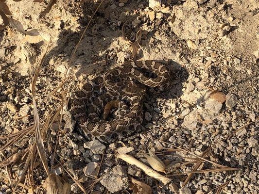 Small Rattle Snake catching the last of the late afternoon sun.