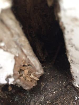 Missed dry rot this deep. But they charge $500 for less than a 15 minute inspection. Bad news company.