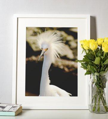 Little White Snowy Egret - Bird / Animal / Wildlife / Nature Photograph - Loose / Frameable / Unframed / Frameless Wall Art Print - Artwork