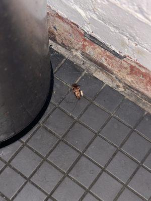 Dead roach in the bathroom