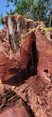 This is the base of the tree and as you can see the inner core is rotten and it was hollow inside.