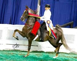 many time World Champion retiree "WGC Perfect Vengeance"