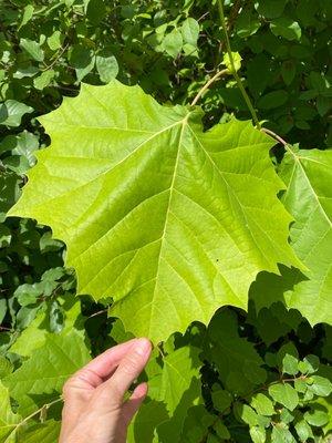 Now that's a big leaf