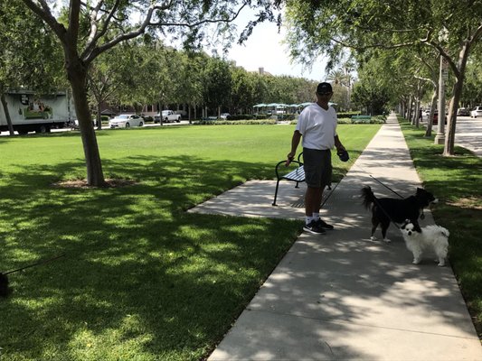 3 pups are a lot to wrangle but luckily they follow the leader!