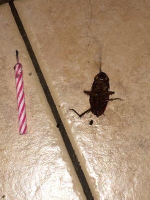 Today July 28 I found this huge roach laying on my kitchen floor. I placed a birthday cake candle next to it to show the size of the roach