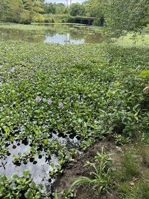 These little purple flowers were all over the water, I believe they're water hyacinths