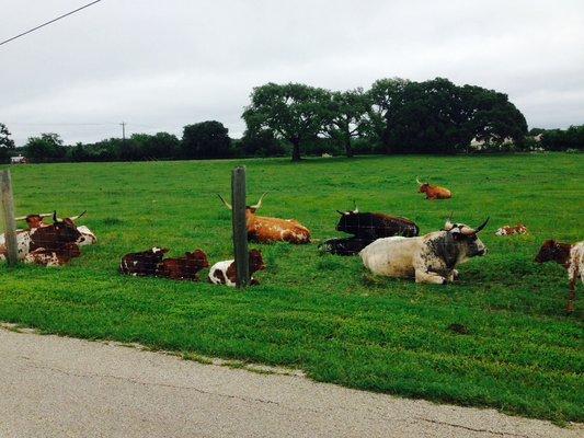 Texas Longhorns