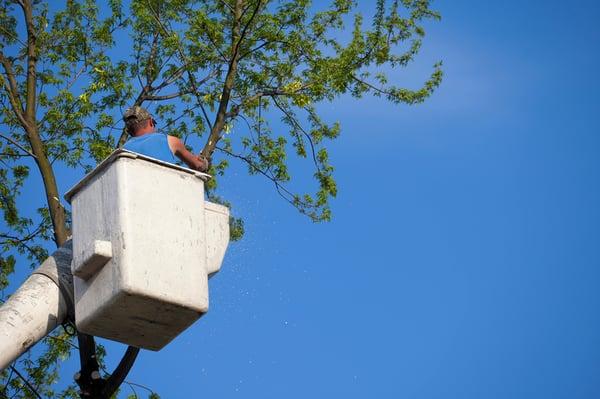 Tree Service in Elkhart, IN