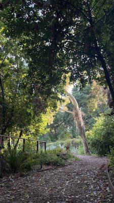 St. Francis garden path